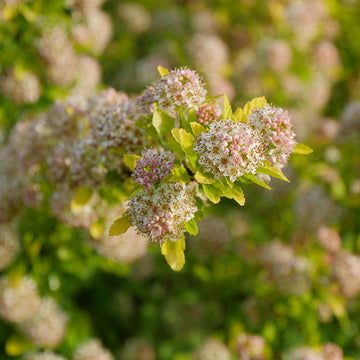 Tiny Wine Gold Ninebark has soft white flowers in early summer
