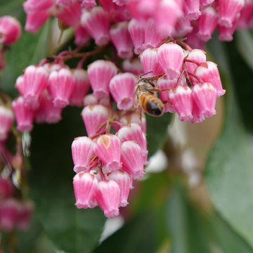 Interstella Lily of the Valley Shrub has vibrant pink flowers instead of the typical white