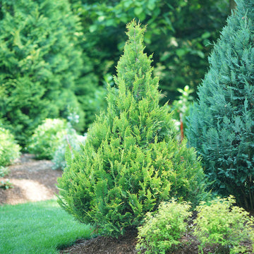 Pinpoint® Gold False Cypress has yellow-green foliage