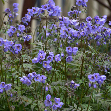 Heaven Scent's stunning bell shaped purple flowers cover the plant from spring to summer.
