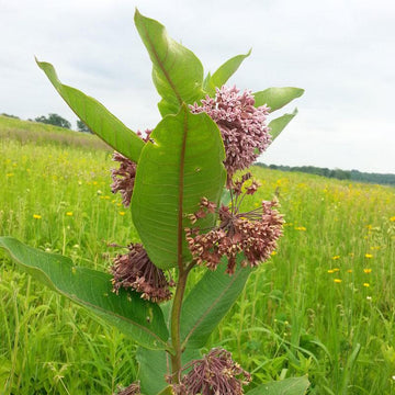 Prairie Milkweed (Asclepias sullivantii) has pale pink flowers that pollinators love.