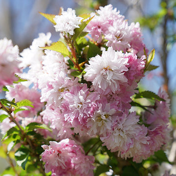 Zuzu Flowering Cherry Shrub shows off its delicate pink blooms.