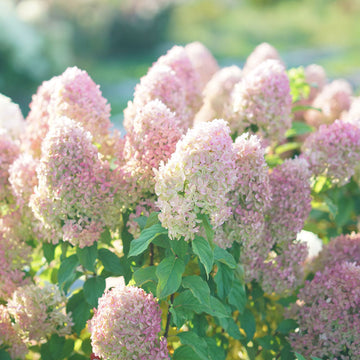 Quick Fire Fab® Panicle Hydrangea