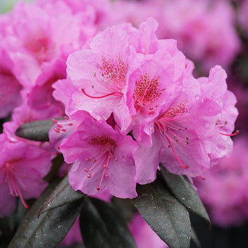 Black Hat Rhododendron early blooming in spring