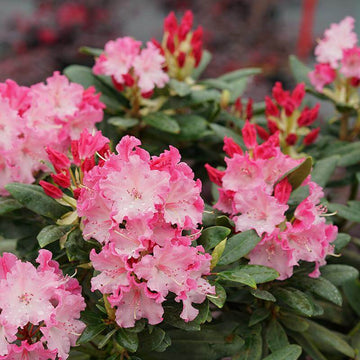 Dandy Man Color Wheel Rhododendron has three colors on one handsome evergreen