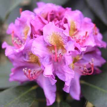 Dandy Man Purple Rhododendron has pretty light purple blooms for spring
