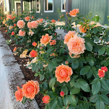 At Last Rose can be planted near a walkway