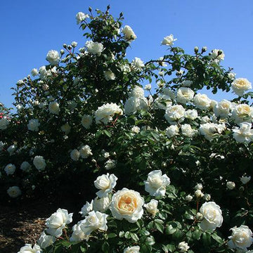 Cloud 10 Climbing Rose has classic good looks with modern day performance