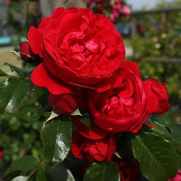 Florentina Climbing Rose has romantic red flowers