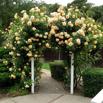 Garden Sun Climbing Rose has large apricot yellow flowers