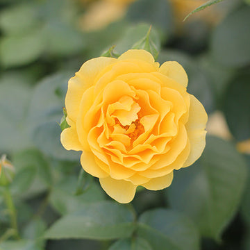 Julia Child Rose was selected by Julia to bear her name
