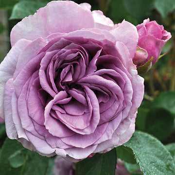 Quicksilver Climbing Rose unique purple color and fragrance