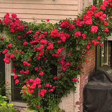 Blaze Climbing Rose has large clusters of semi-double red bloom and is perfect vine on trellis, arbors and walls.