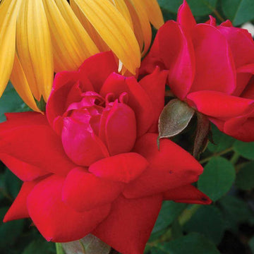 Double Knock Out Rose has fragrant drouble red blooms that last over five months 