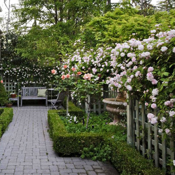 New Dawn Climbing Rose have soft pink blooms and is perfect for trellis and fences along walkways. 