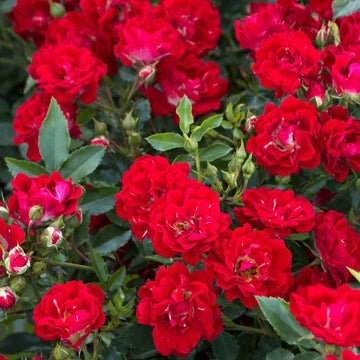 Red Drift Rose is a carefree ground cover with red velvety blooms