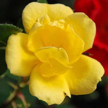 Sunny Knock Out Rose is resistant to Japanese beetles and mildew