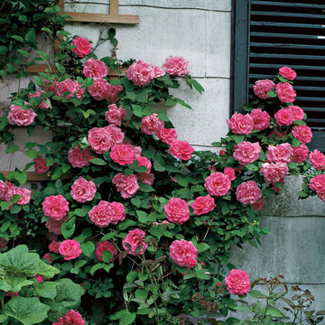 Zephirine Drouhin Climbing rose is thornless and tolerates some shade