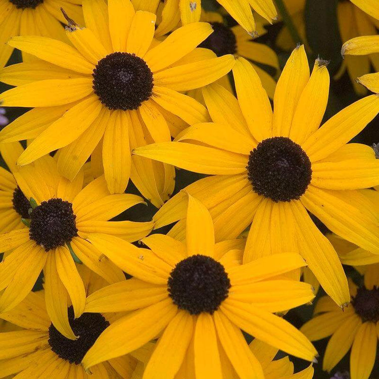 Goldsturm Black-Eyed Susan has 100s of golden yellow blooms and attracts butterflies