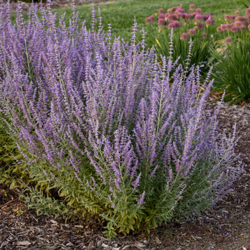 'Sage Advice' Russian Sage has spikes of purple flowers that bloom for weeks!