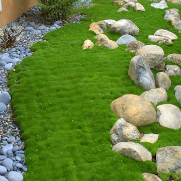 Irish Moss has shamrock green foliage that looks like moss