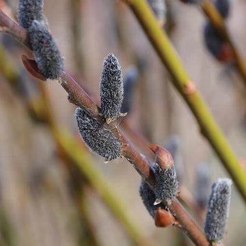 Black Cat Pussywillow is the first plant to bloom every year