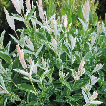 Hakuro Nishiki Dappled Willow has colorful pink white and green foliage all season long
