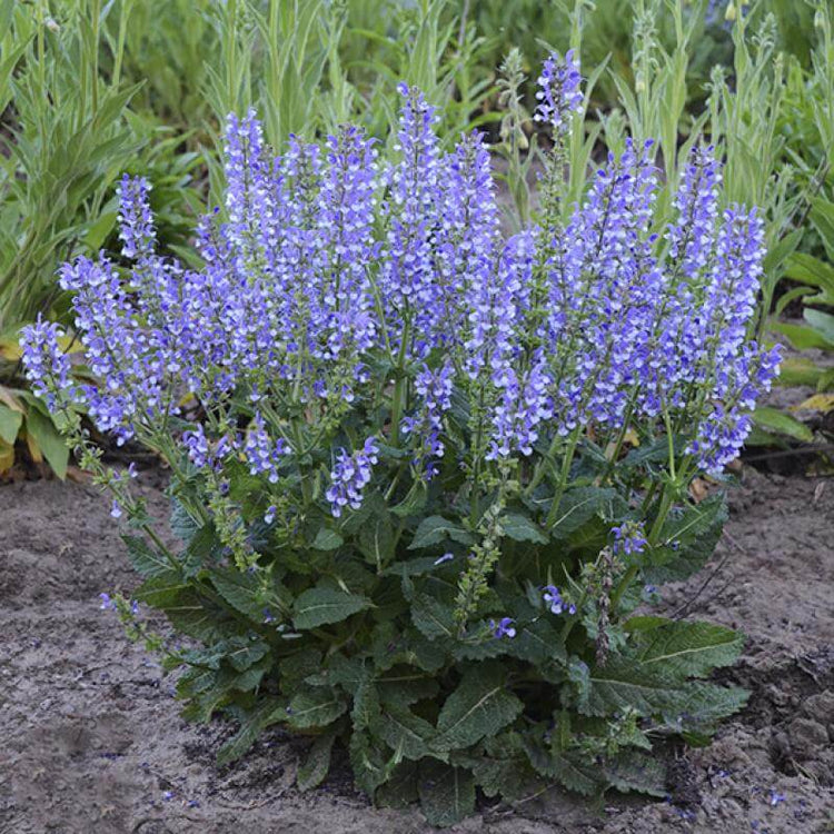 Color Spires Azure Snow Salvia is an easy to grow sun perennial