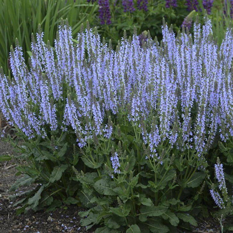 Color Spires Crystal Blue Salvia flowers are an icy true blue color