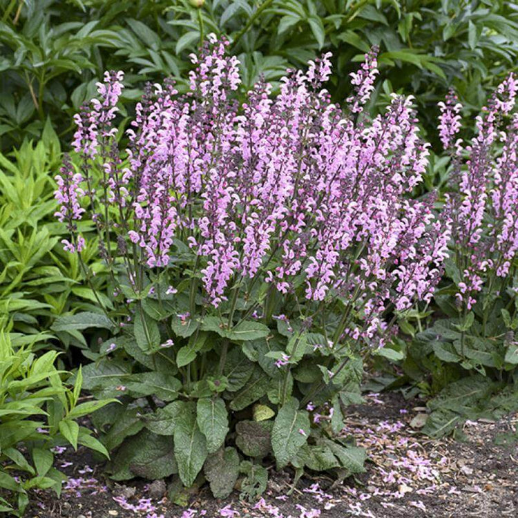 Salvia Pink Dawn has super sweet pink blooms that are like candy in the garden for pollinators