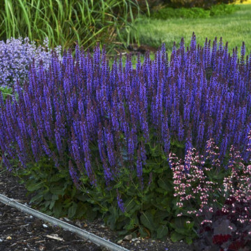 Color Spires Violet Riot is an easy to grow sun perennial