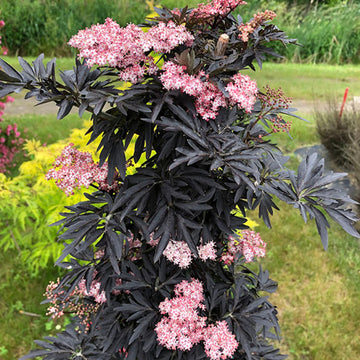 Laced Up® Elderberry naturally grows as a narrow column of finely dissected purple foliage. 