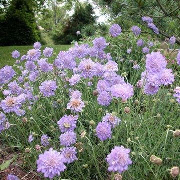 Butterfly Blue Pincushion Flower is a frilly rounded flowers start popping up in masses and continue to feed pollinators well into frost.