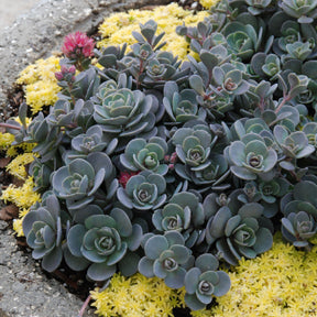 Sunsparkler 'Blue Elf' Sedoro grows well in tough sites, like along walkways.