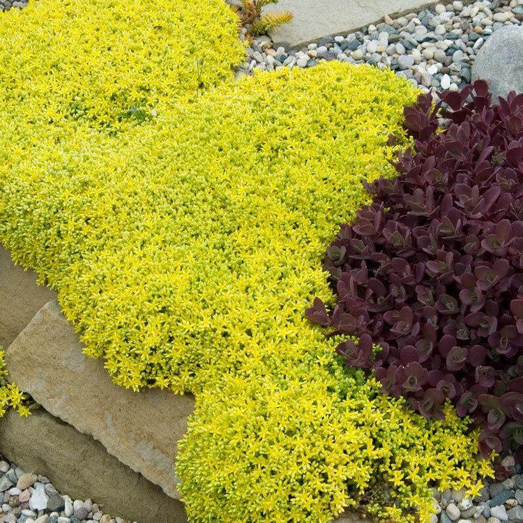 Golden Stonecrop will grow up to 12 inches wide in one season