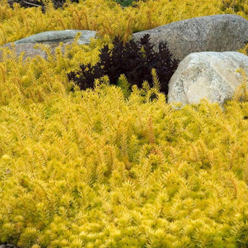 Angelina Stonecrop carpet sedum is a ground cover and gold color that will brighten up your landscape.