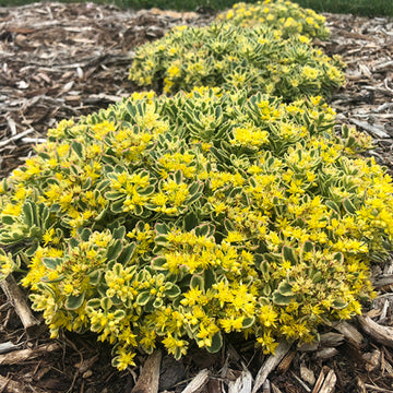 Rock 'N Low Boogie Woogie Stonecrop has yellow flowers in summer for pollinators