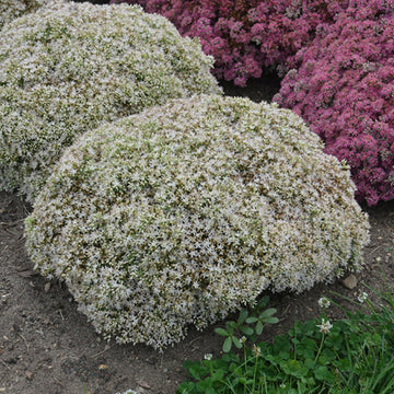 Rock 'N Round Bundle of Joy Stonecrop has pure white flowers