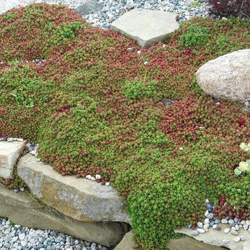Coral Carpet Stonecrop Turns a delightful reddish bronze in winter white flowers in summer.