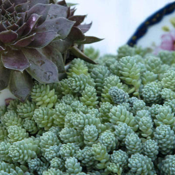 Himalayan Skies Stonecrop has a powdery blue evergreen foliage stays nice all year
