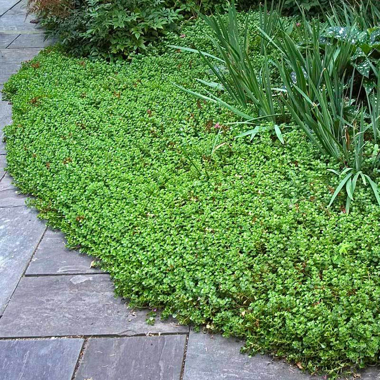 John Creech Stonecrop is simple to maintain for beginners