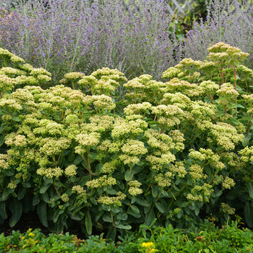 Rock 'N Grow Lemonjade Stonecrop has bright yellow blooms