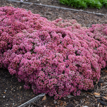 Rock 'N Round 'Popstar' Stonecrop bright magenta blooms