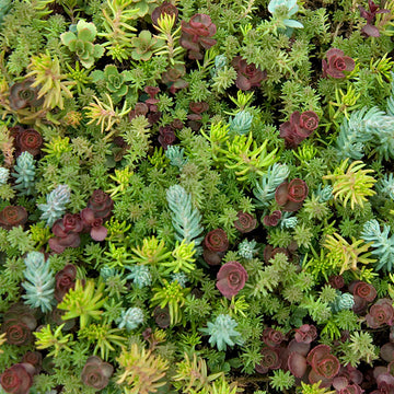 SedumSod has four seasons for drought resistant color
