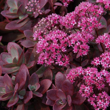 Sunsparkler 'Firecracker' Stonecrop has non fading red foliage color