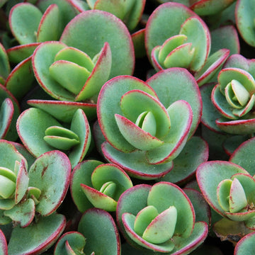 Sunsparkler 'Lime Zinger' Stonecrop has leaves of lime green surrounded by cherry-red picoted edges