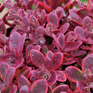 Sunsparkler 'Wildfire' Stonecrop has cherry red leaves with hot pink variegated edge from early spring to last hard frost