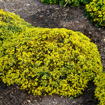 Rock 'N Low Yellow Brick Road Stonecrop has a cheery yellow blanket of summer flowers