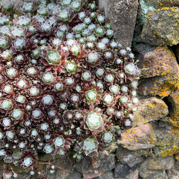 Chick Charms Cosmic Candy hens and chicks creates neat red rosettes covered in fine, silky white hairs. 