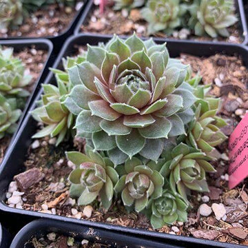 Commander Hay Hens & Chicks green foliage striped with rings of red.